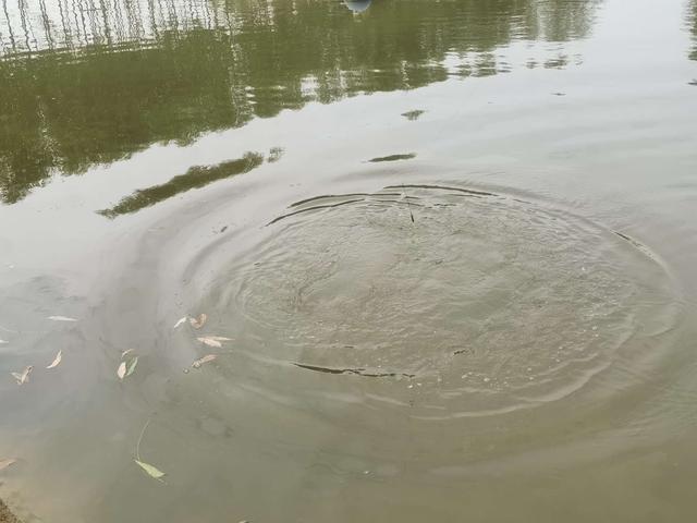 |钓虾农场作钓，酣畅淋漓擒巨物！