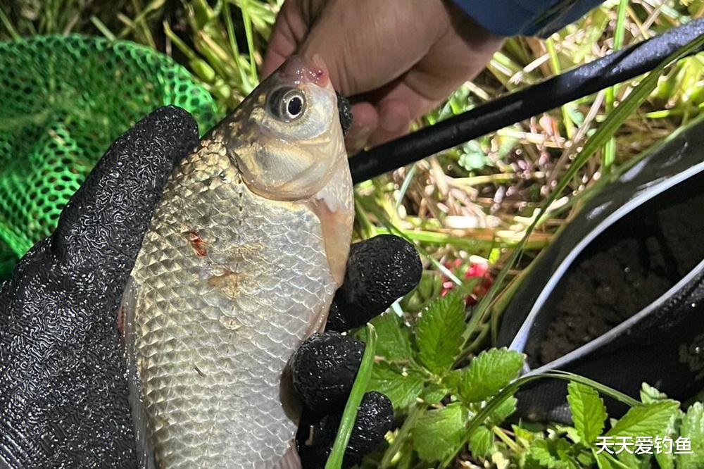 |夏季钓鲫鱼,掌握3个“必杀”技巧,狂拉大板鲫