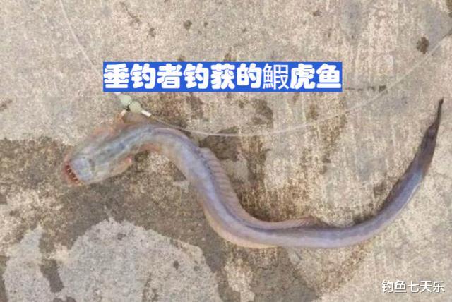 |钓鱼多年首次见！山东男子钓获蛇形怪鱼，疑搭车南水北调入侵北方