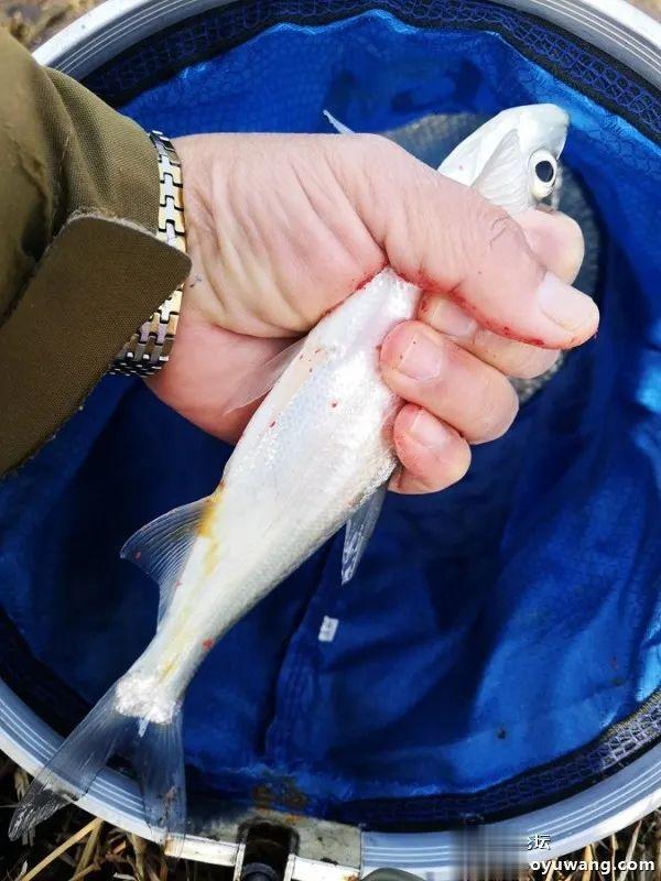 大板|野河最靓的板鲫