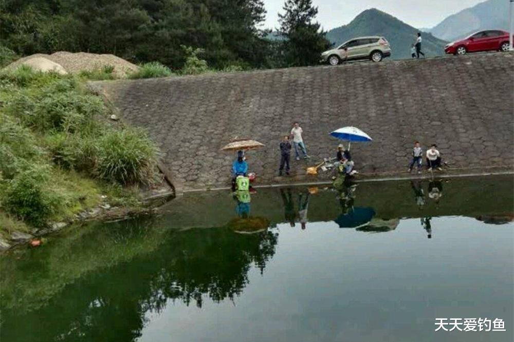 盛夏野钓鲢鳙，如何找准鱼层？这是连竿的关键
