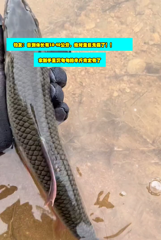 水库|半斤重！陕西钓友水库钓获巨型马口，网友希望钓鱼人放生