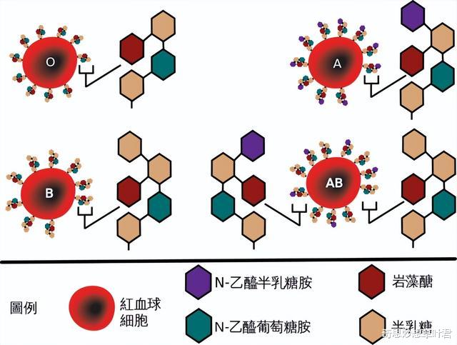 袁琳|血型决定性格!日本人是如何对此深信不疑的?