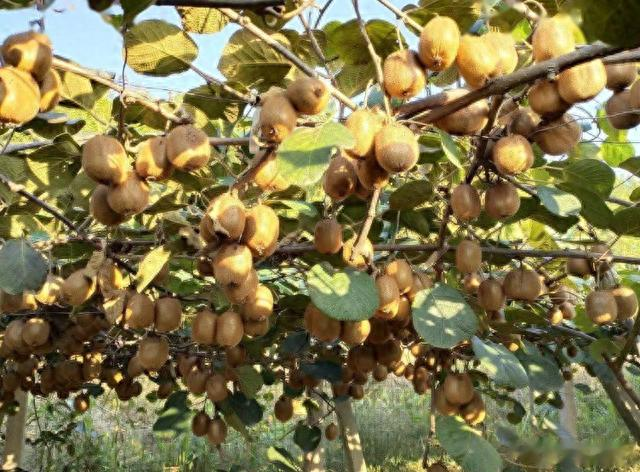 从“水果之王”变成人人嫌弃的“恶果”，猕猴桃到底经历了什么