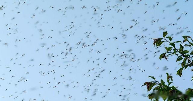 蚊子|1年吃掉3000只蚊子,8年才能长大,如今做成美食供不应求?