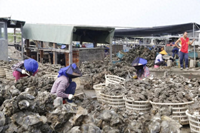 生蚝|2000元一口的法国生蚝,在中国3元1个吃到吐,法媒:我们也想要!