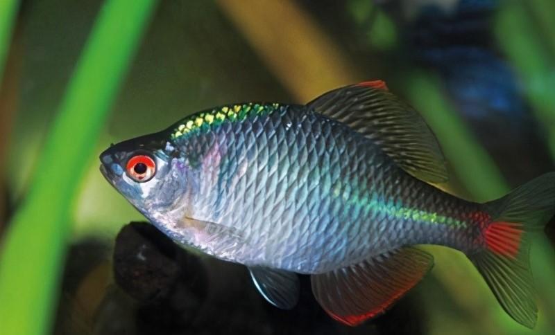 河鲜|正在“消失”的6种河鲜,小时候多到没人吃,现在却可遇不可求