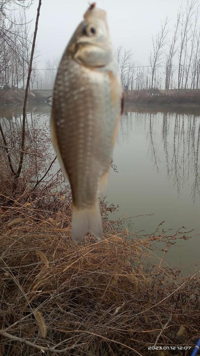 寒潮|冬钓寻着规律走，寒潮欲来出好口