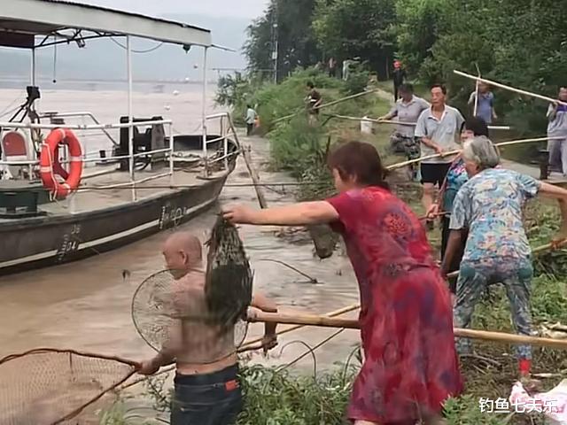 |黄河调沙水量达到小高峰，大鱼顺流而下，村民趁机捞鱼大赚一笔