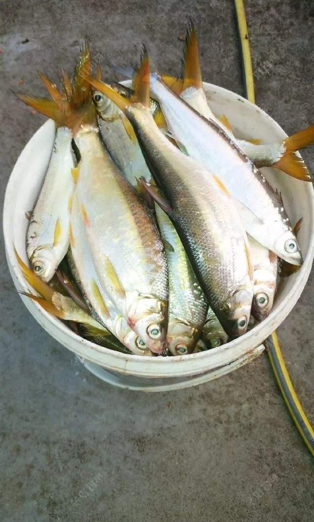 饵料|早春野钓黄尾全攻略,拉力很过瘾,线组有讲究