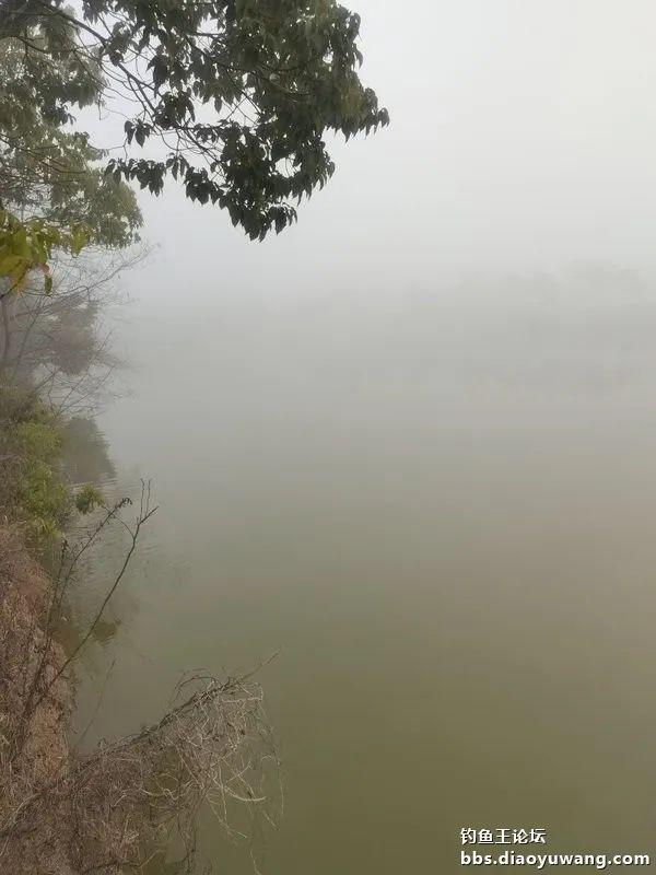 鳊鱼|雾天鱼口好,大鱼跑不了