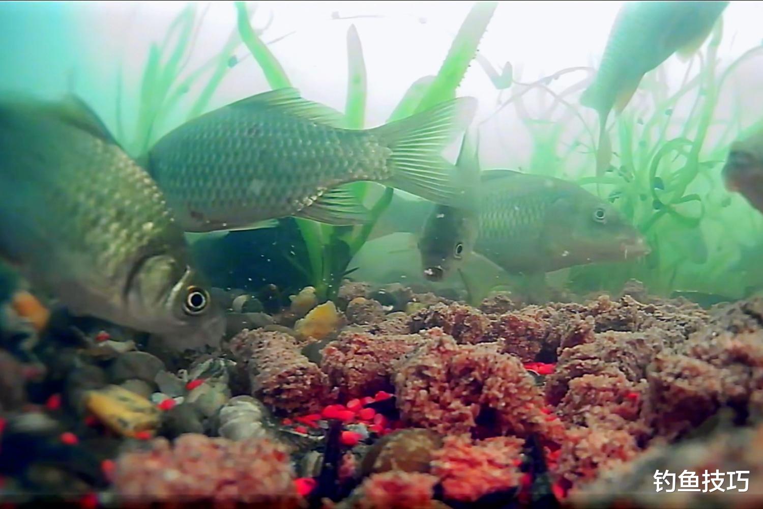 鲫鱼进窝吃饵的5个规律,钓鲫鱼时可以提高中鱼率