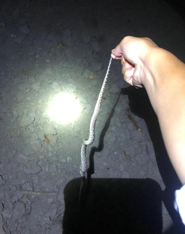 钓鱼|捅了蛇窝?浙江钓友一天之内碰到三条蛇,钓了一条捞了一条