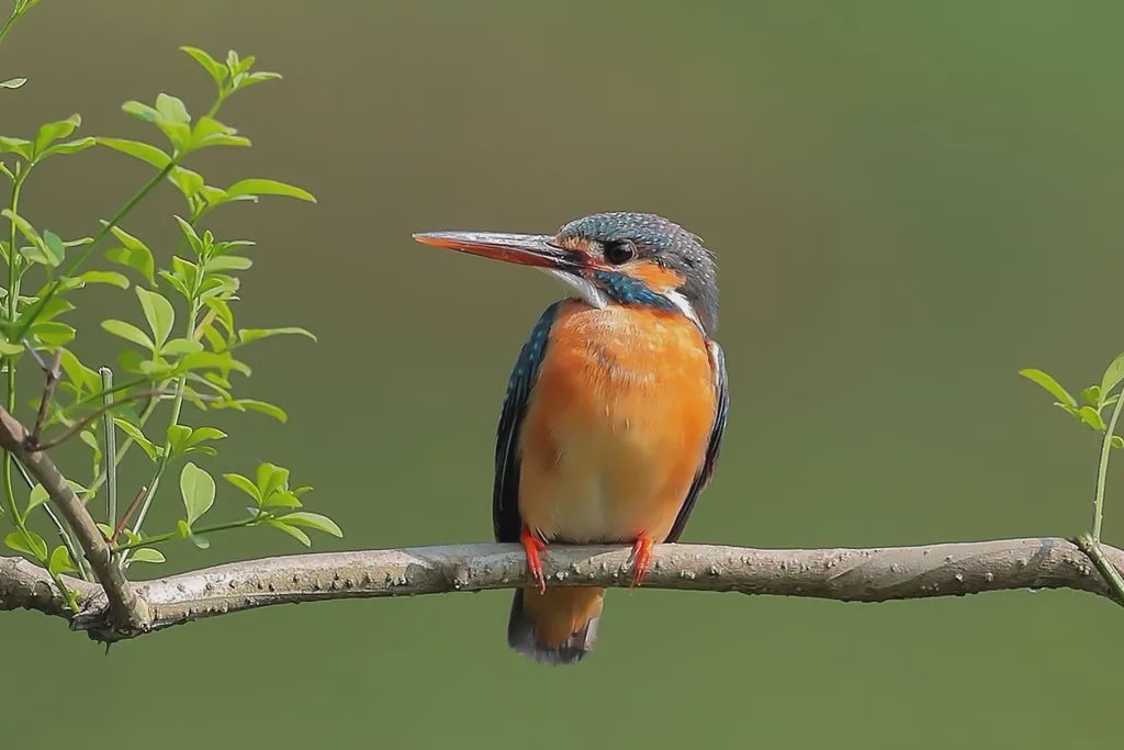 招聘|猫巫先生十二星座周运2023年1.30-2.5:开工大吉
