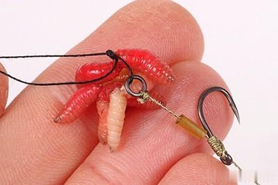 女孩|《话说欧鲤钓》诱饵篇 动物饵及成品饵节暨欧鲤钓创意实践赛规则