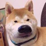 奶思小逗比
