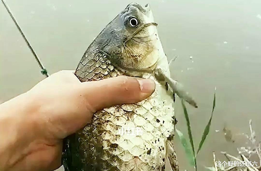 水底奥秘|钓点选在哪鲫鱼钓得多?立夏后钓鱼干货:渔获不理想要尽量少钓草