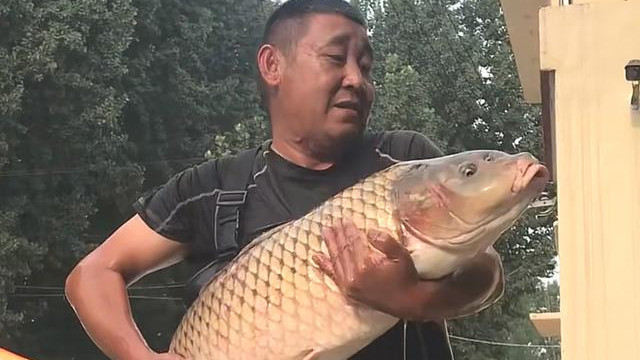 |黄河调沙水量达到小高峰，大鱼顺流而下，村民趁机捞鱼大赚一笔