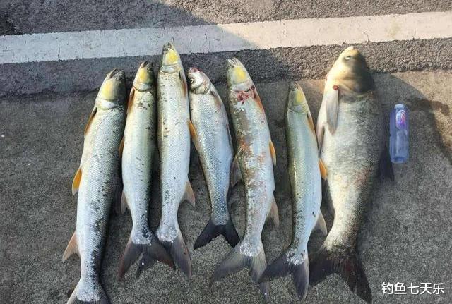 钓鱼|湖南钓鱼男子钓获巨型“鱤鱼”,围观者:刚钓上来就被人买走了