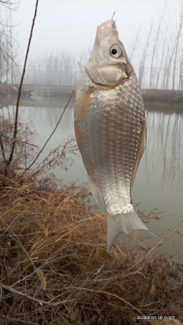寒潮|冬钓寻着规律走，寒潮欲来出好口