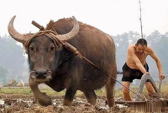 |藏族不吃鱼肉、满族不吃狗肉,汉族其实也有忌口,很多人却已淡忘