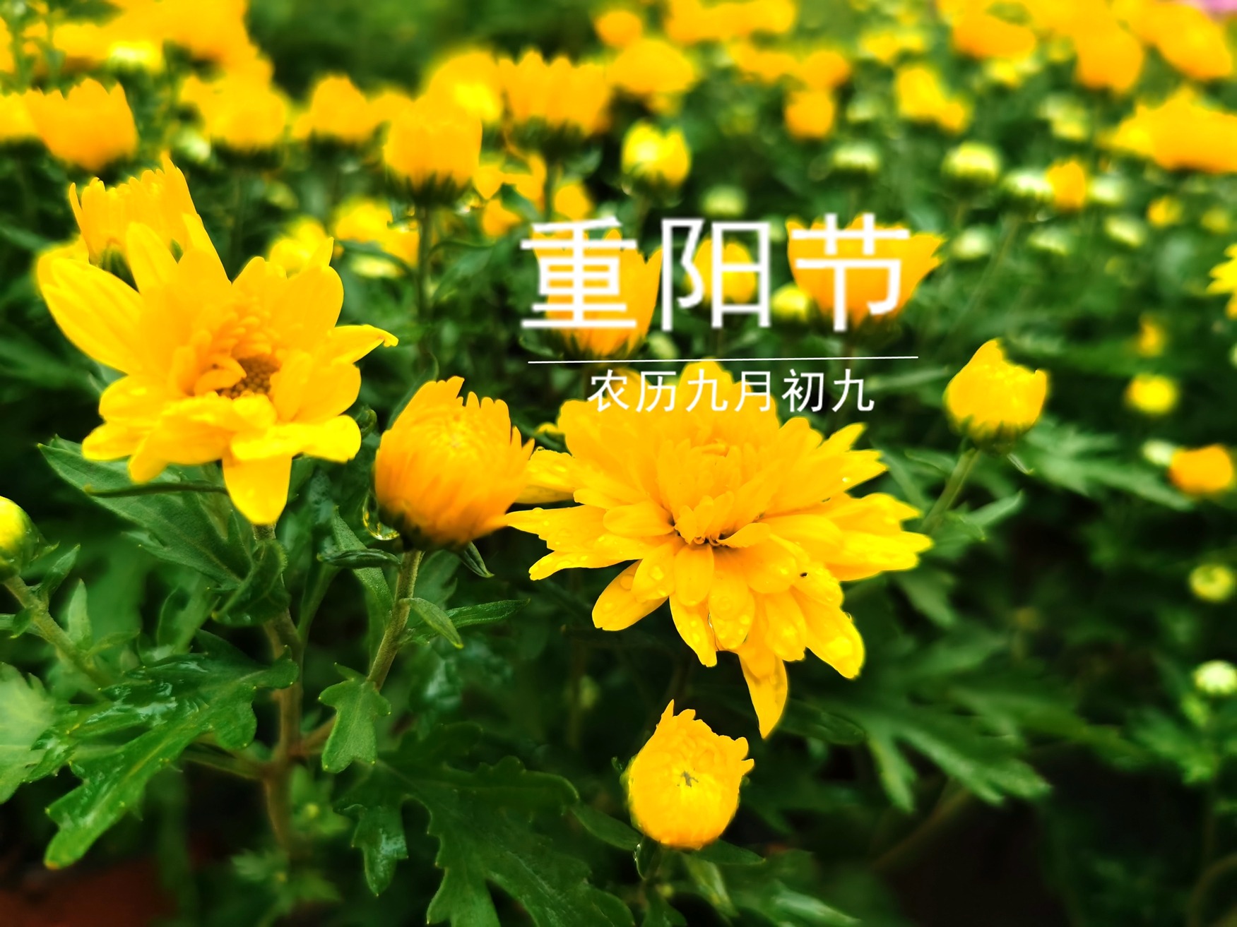 美食教程|明日重阳节，不管大人还是孩子，牢记“4吃2做”，全家老小都安康