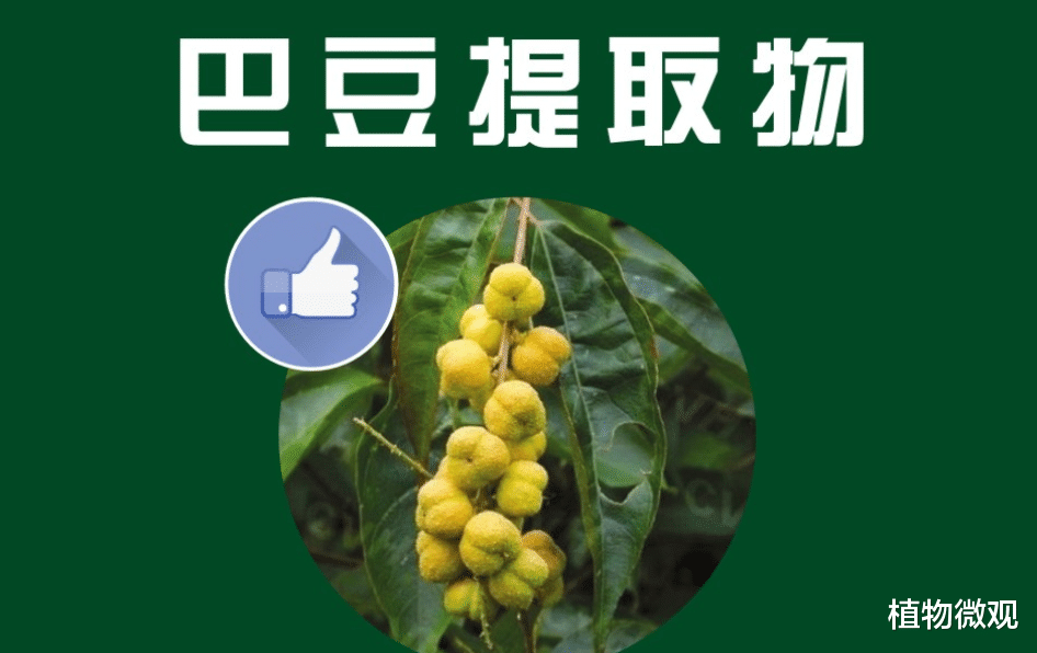 巴豆,又称双眼龙,食用会导致腹泻,有3大作用,农民要了解!