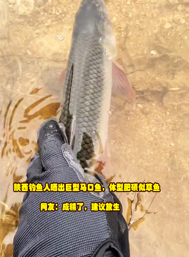 水库|半斤重！陕西钓友水库钓获巨型马口，网友希望钓鱼人放生