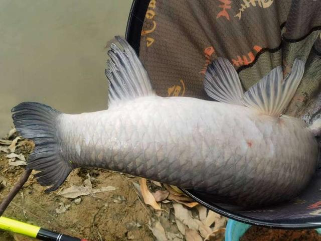 |钓虾农场作钓，酣畅淋漓擒巨物！