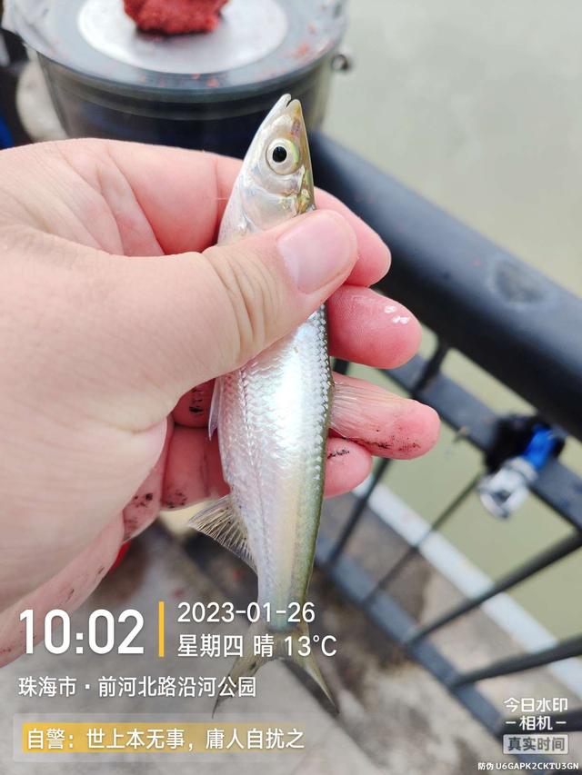 |退水浅中找深,上小钩却遇大鱼,欢乐惊喜一样都不缺