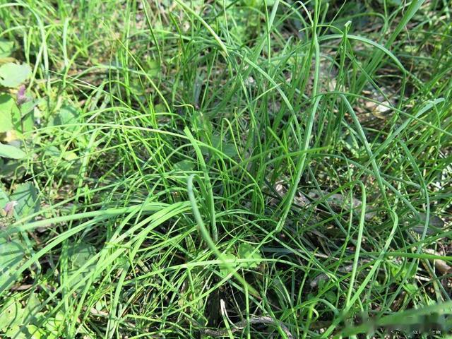 农村俗称的“野生小蒜”，到底能不能吃？为何现在也不多见了？