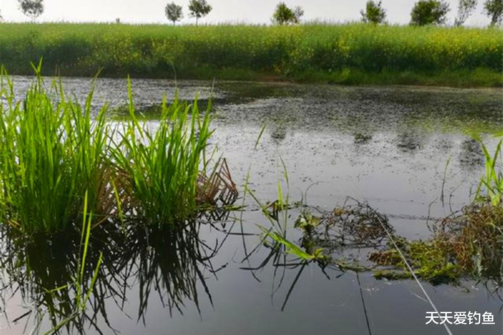 |野钓草鱼“3步法”，用好这些招数，大小草鱼一网打尽