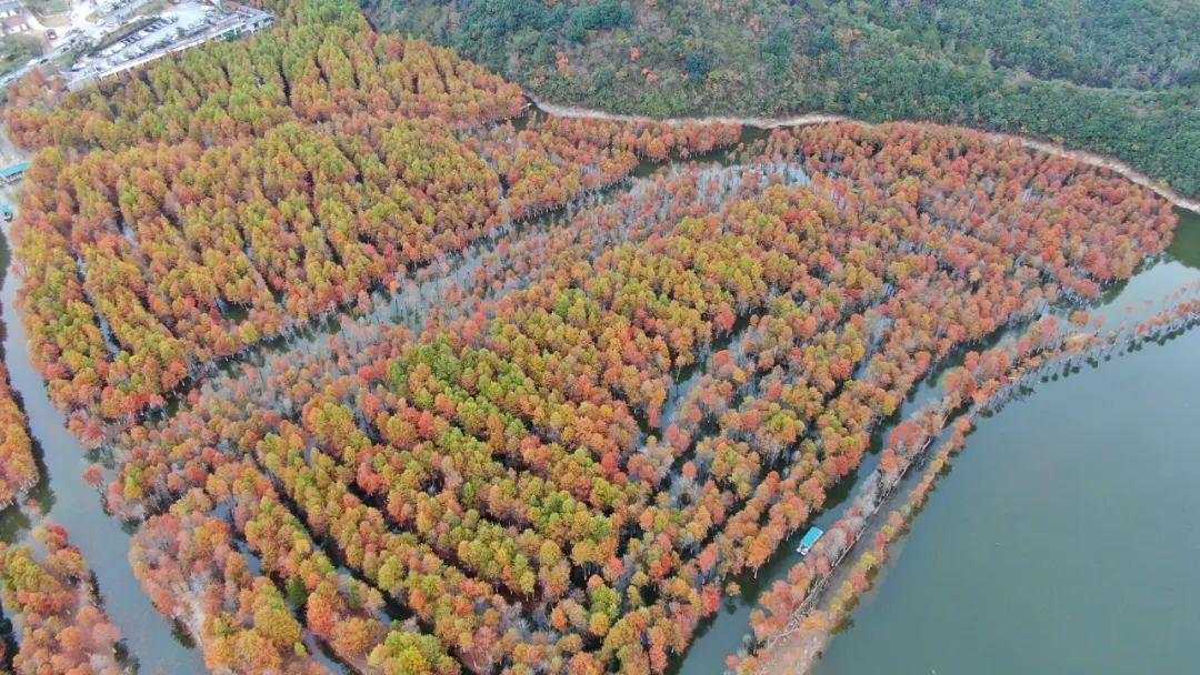 南川|红叶指数60% | 寻找皖南川藏线最美秋色之2023第五波落羽红杉林红叶指数发布