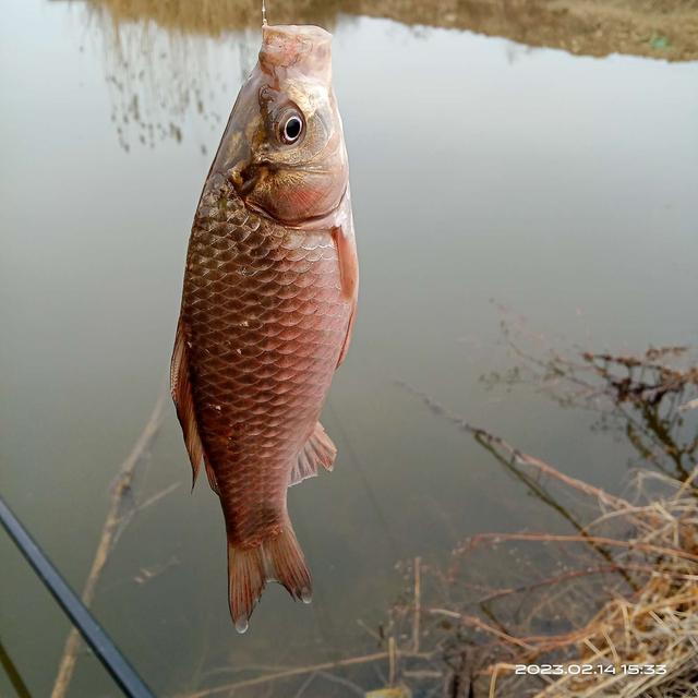 夜钓|打窝不费粮,分享一招试试看。