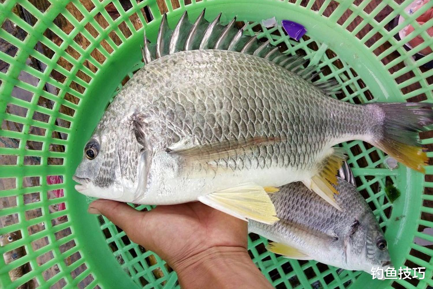 |海钓窝料怎么选择？4种海钓的主流窝料