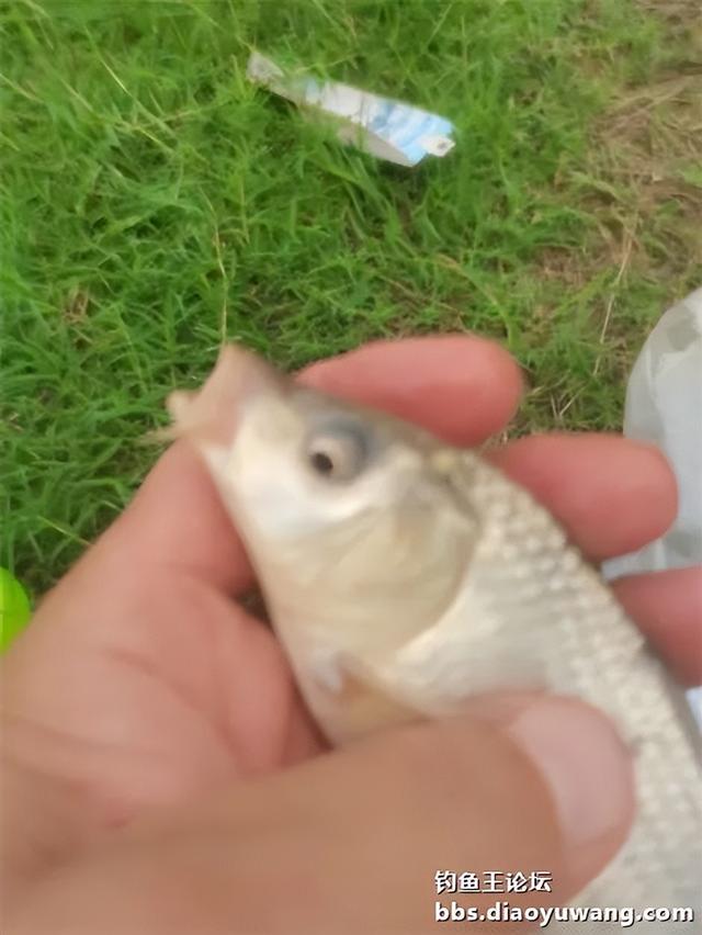 路边沟里钓鳊又飞鲫