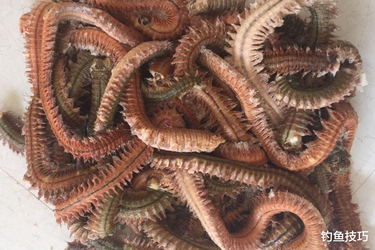 如何用沙蚕钓鱼?沙蚕作为海钓鱼饵的使用技巧