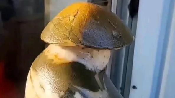 收获奇石一枚，像什么呢