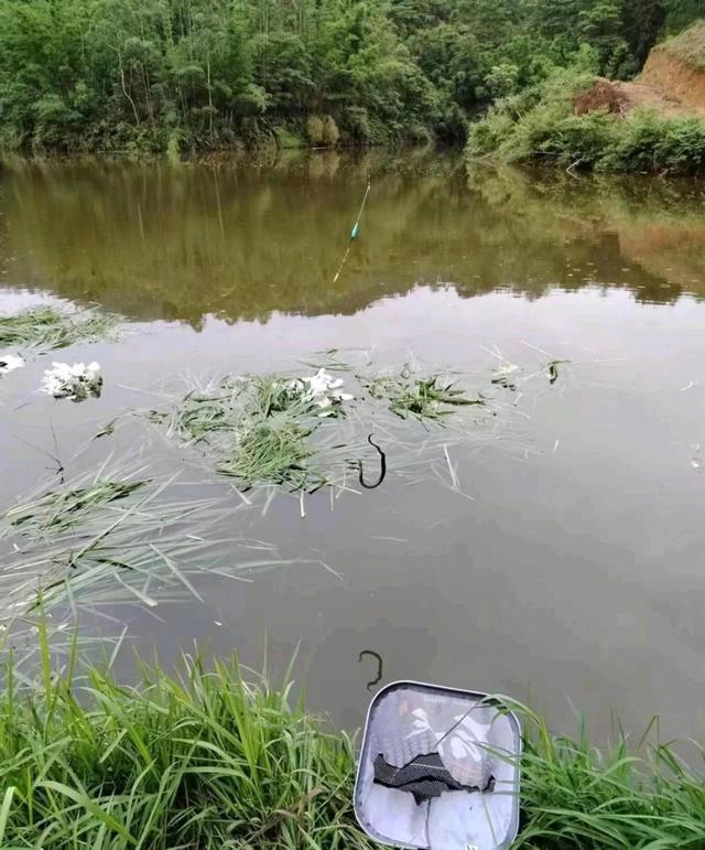 钓鱼|捅了蛇窝?浙江钓友一天之内碰到三条蛇,钓了一条捞了一条