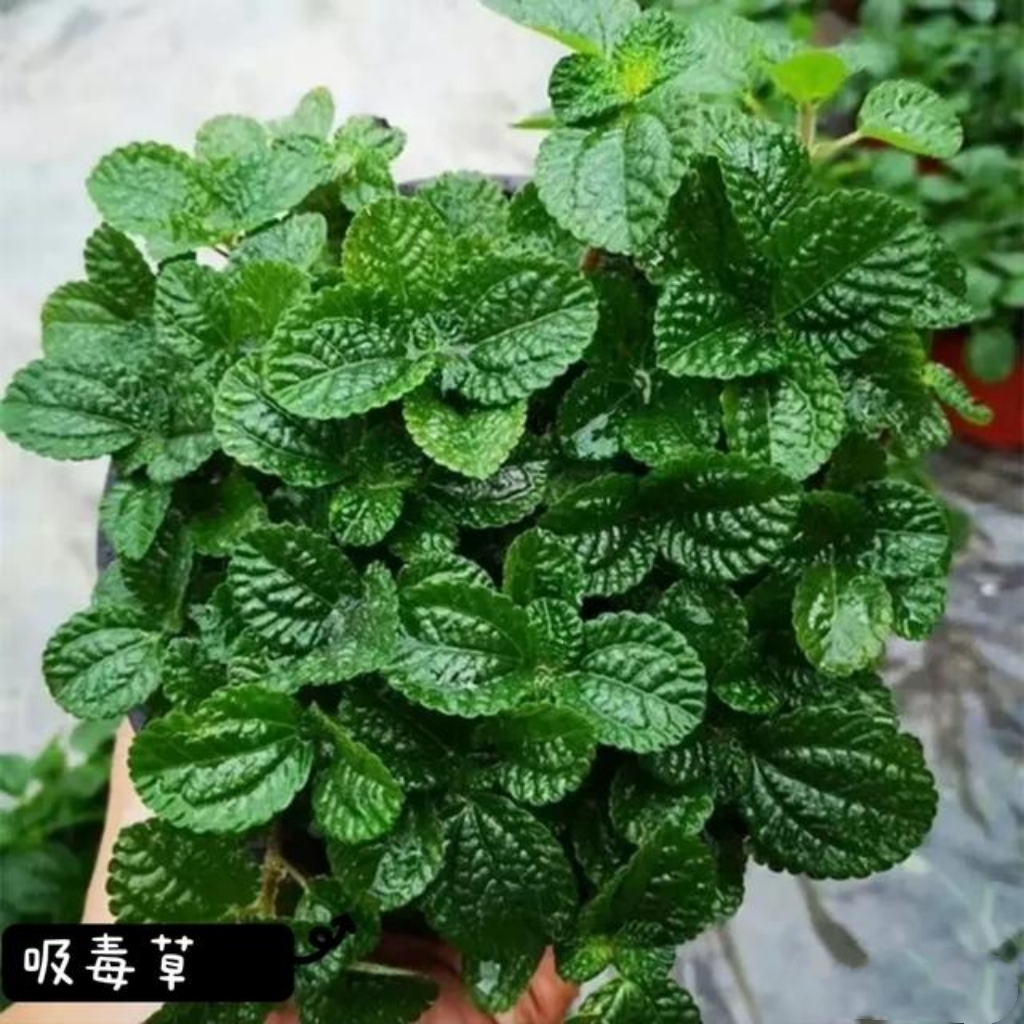 刚装修完房子,最适合放置哪些植物