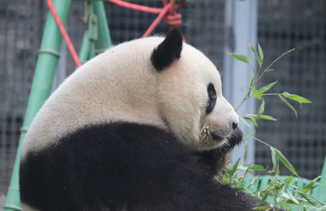 |木梳为什么是么么儿最在乎的男人