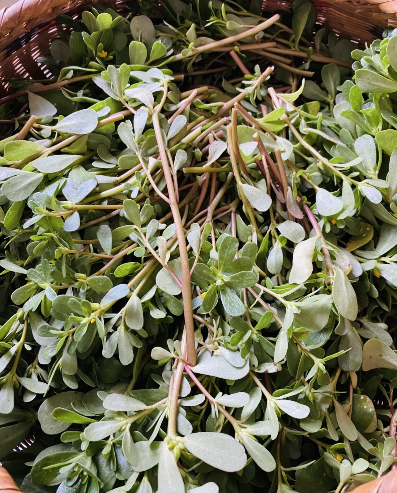 饺子|三伏天，遇到这菜别手软！剁碎包饺子，好吃又解馋，不懂吃真可惜