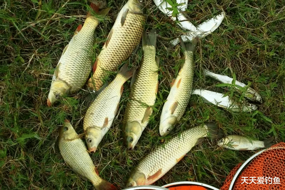 饵料|破解杂鱼闹钩，至少有5种方法，方法总比困难多