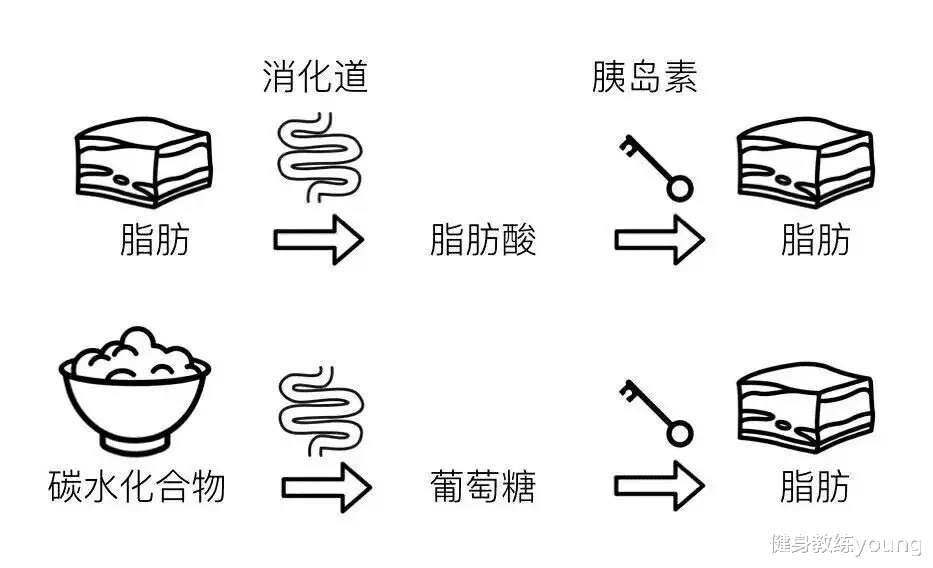 运动|这些关于脂肪燃烧的知识，可能会颠覆你的认知
