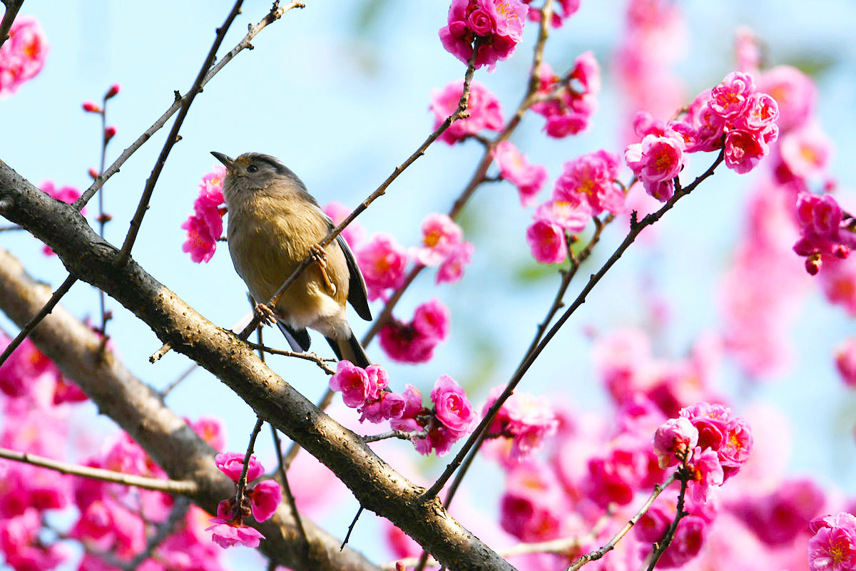 运势|猫巫先生12星座周运2023年5.22-5.28:活跃积极,勇敢好奇