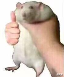 鸭脖|是鸭脖还是老鼠头,真的这么难以分辨?