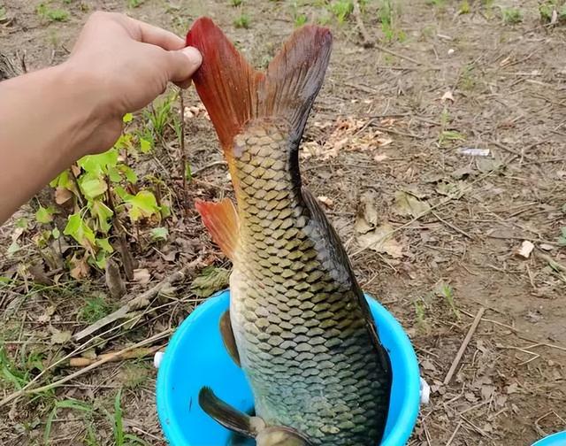 |粗线钓鱼挡口，细线钓鱼总是断，那么我们该怎么钓？