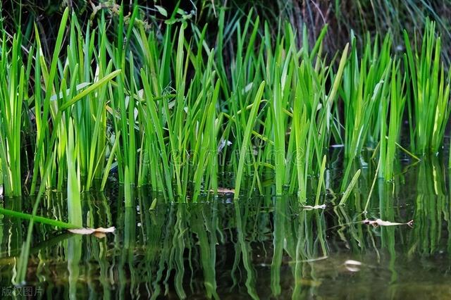 |夏季浮钓草鱼技巧，找准鱼层最重要
