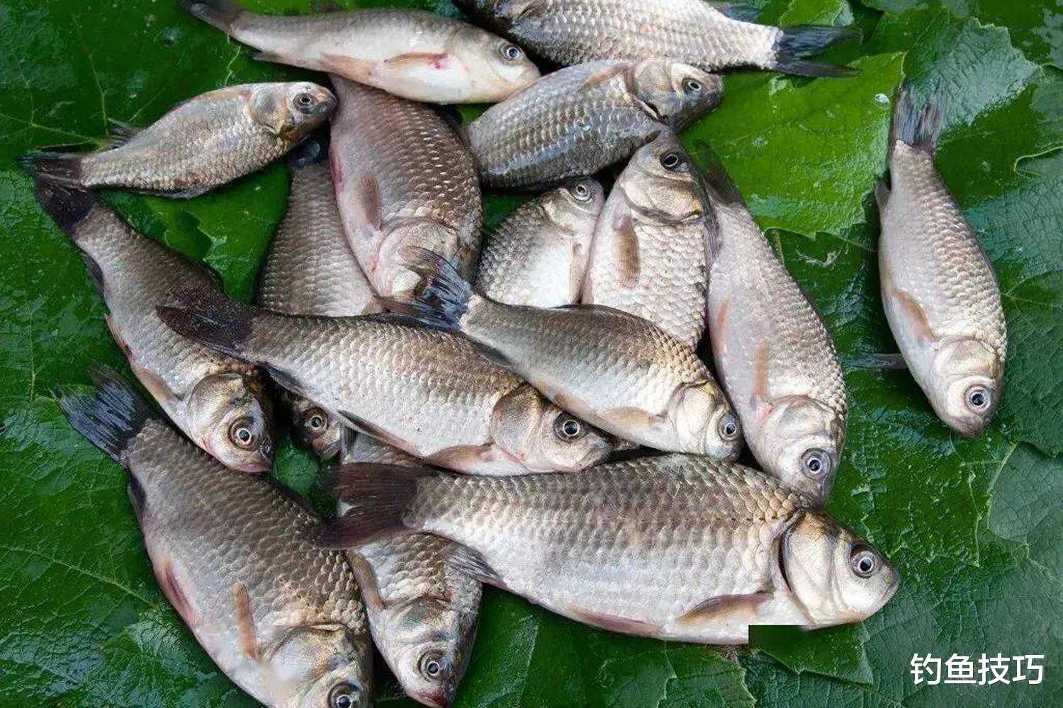 鲫鱼|野钓鲫鱼分成四个步骤，严格按照流程走，渔获一般少不了