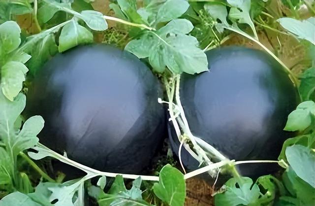 |30年前风靡一时的水果,1个轻松长到30斤,为何如今销声匿迹?